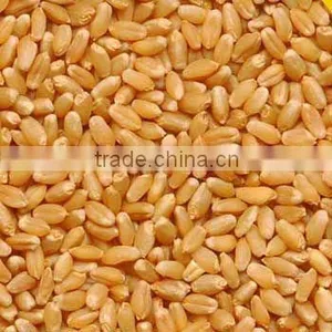Wheat Grain From India thumbnail-1