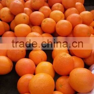 Fresh Oranges thumbnail-1