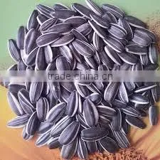 Chinese 5009 Sunflower Seeds thumbnail-1