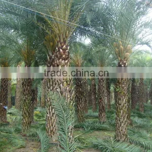Hot Wholesale Outdoor Ornamental Decrotive Landscaping Phoenix Sylvestris Palm Trees Plants thumbnail-5