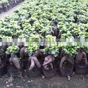 Ficus Microcarpa Live Plant Ginseng Bonsai thumbnail-1