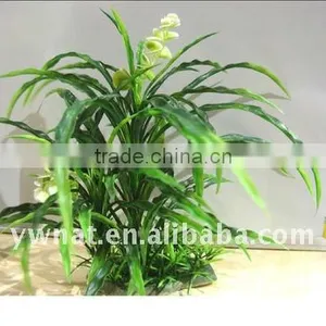 Aquarium Plants thumbnail-1