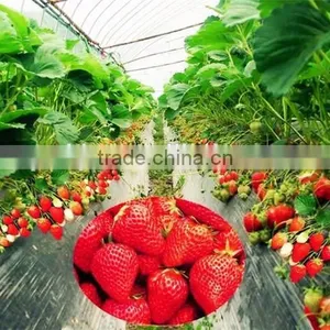 Multispan Plastic Film Greenhouse for Tomato Cucuber Flower Horticulture thumbnail-1