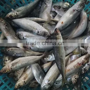 Horse Mackerel Frozen New Fish Seafood Small Eye Horse Mackerel thumbnail-2