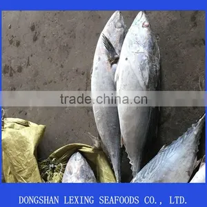 Frozen Whole Round Bonito thumbnail-1