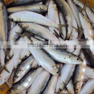 Frozen Sardine Fish thumbnail-2