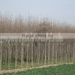Hibiscus Syriacus Trees thumbnail-1