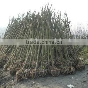 Lagerstroemia Indica in Land thumbnail-1