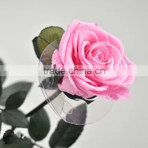 Hot Sale Austin Preserved Rose Flower For Gift Home Decoration From China thumbnail-3