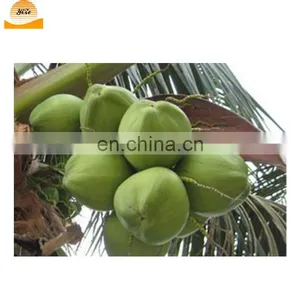Automatic Coconut Peeling Machine Fresh Tender Coconut Trimming Dehusking Machine thumbnail-6