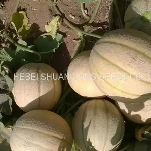 Stripe Sweet Cantaloupe Musk Melon Seed for Sale thumbnail-4