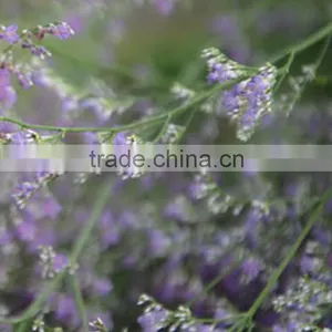 Quality Best Sell Purple Limonium Flower Decoration thumbnail-4