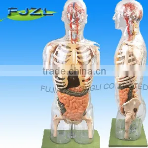 Transparent Human Torso Model With Internal Organs thumbnail-1