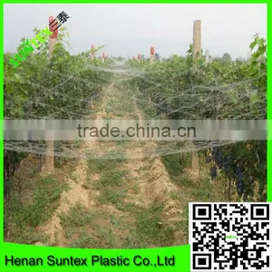 High Quality PE Cultivation Protection Plastic Anti-bird Mesh thumbnail-3