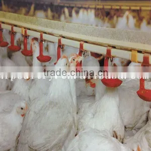 Full Automatic Equipment Chicken House for Broilers thumbnail-1