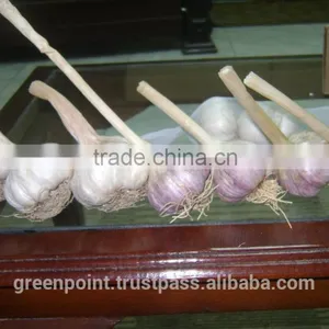 Garlic thumbnail-5
