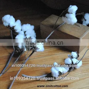 Raw Cotton Shankar 6 thumbnail-2