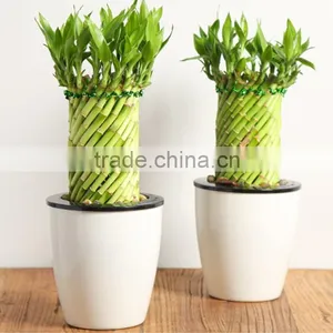 Raw Bamboo Lucky Bamboo thumbnail-1