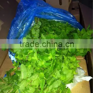 Egyptian Fresh Mint thumbnail-1