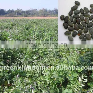 Sweet Plate for Livestock Forage Plant Lablab Bean Seed thumbnail-1