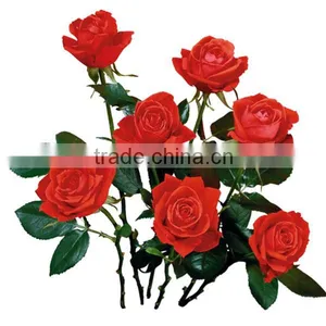 Fresh Cut Flowers,red Rose Natural Rose thumbnail-1