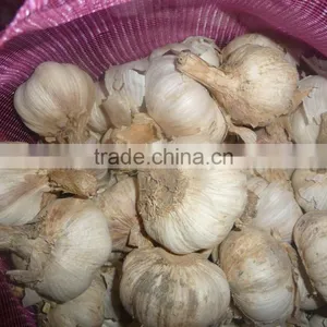 Grade A 2015 New Crop Nuisanceless Dried Pure White Garlic thumbnail-1