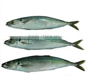 Frozen Horse Mackerel thumbnail-1