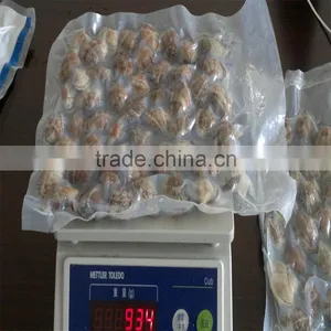 Frozen Vacuum Packed Cooked Short Necked Clam thumbnail-6