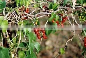 Tionospora Cordifolia thumbnail-4