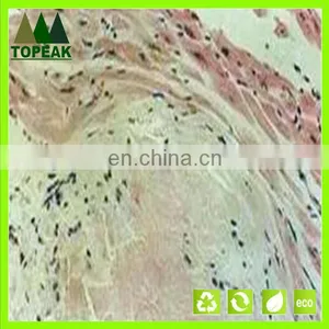 Laboratory Research Human Histology Prepared Microscope Slides Educational Prepared Slides thumbnail-3