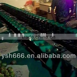 Fruit Sorting Machine for Pineapple, Mango, Grapefruit, Dragon Fruit thumbnail-1