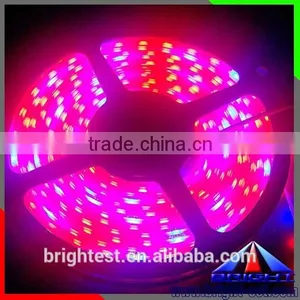 Shenzhen LED Grow Light Strip12V DC,Ws2812 5050 Led Strip Led Plant Grow Light Strip thumbnail-3
