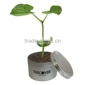 Message Bean, Decorative Plants thumbnail-1