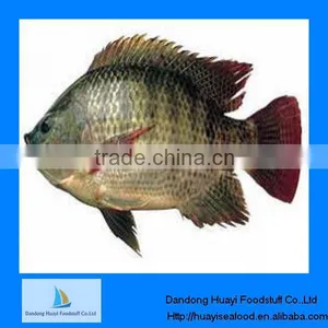 New Caught Frozen Tilapia for Fish thumbnail-1