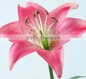 PU Artificial Flower-Lily thumbnail-1