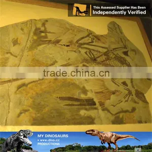MY Dino-C097 Educational Fiberglass Dinosaur Skeleton Specimens thumbnail-4