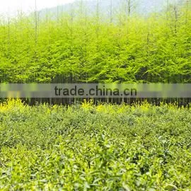 Guangzhou Runming Tea Co., Ltd. company overview - view 1 thumbnail