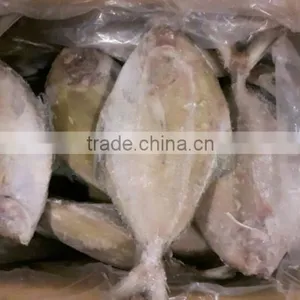 Frozen Black Pomfret Whole Round thumbnail-1