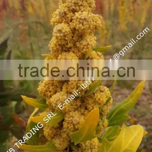 Organic White Quinoa thumbnail-4