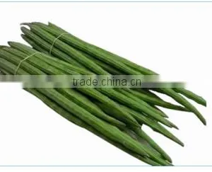 Organic Drumstick Vegetable thumbnail-1