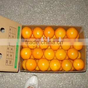 Navel Orange thumbnail-1
