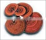 Qingdao BNP Reishi Mushroom Extract thumbnail-1
