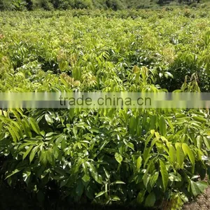 Litchi Tree Seedling thumbnail-4