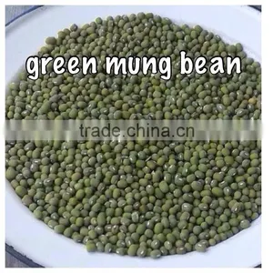 High Quality Green Mung Beans From Vietnam With Best Price Ever for Sale thumbnail-1