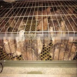 Quail Cage thumbnail-1