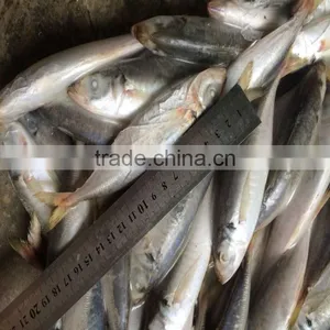 Blue Round Scad Fish Frozen Blue Round Scad in Good Quality thumbnail-1