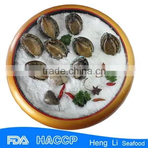 Seafood Frozen Abalone in Abalone Season thumbnail-1