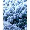 Enzyme Preparation-Refined Neutral Protease thumbnail-1