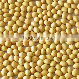 Organic Yellow Beans thumbnail-2