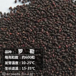 250g Natural Spice Plants Ocimum Basilicum Seed Raw Dried Wholesale Basil Seeds for Home Planting thumbnail-1
